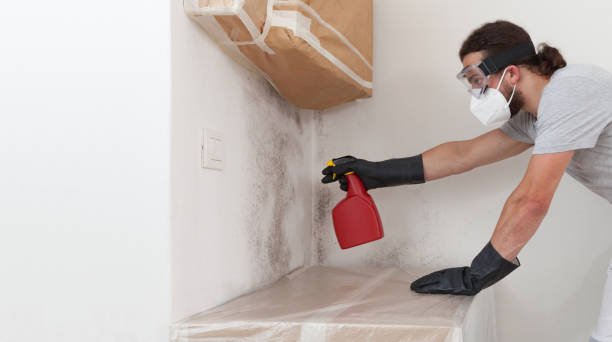 Professional Attic Mold Remediation technician working in Hyde Park, PA