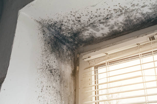 Affordable Attic Mold Remediation solutions in Hyde Park, PA